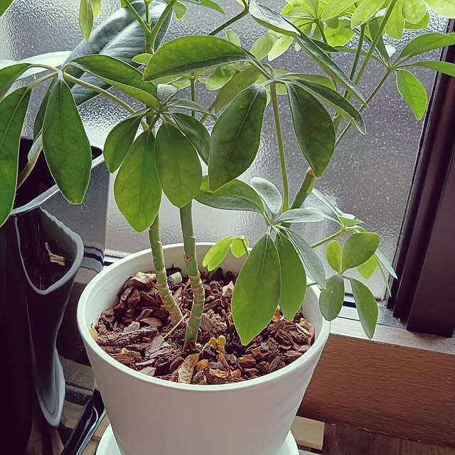 ruantaiさんの実例写真