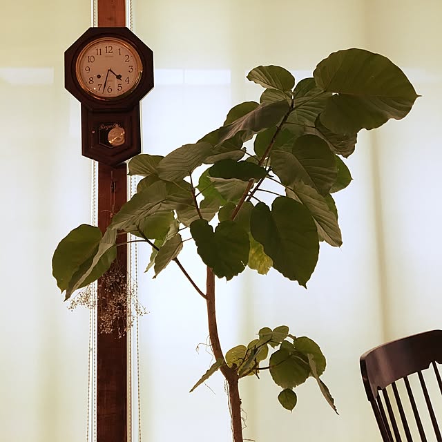 greenandhemp.KAkKAさんの実例写真