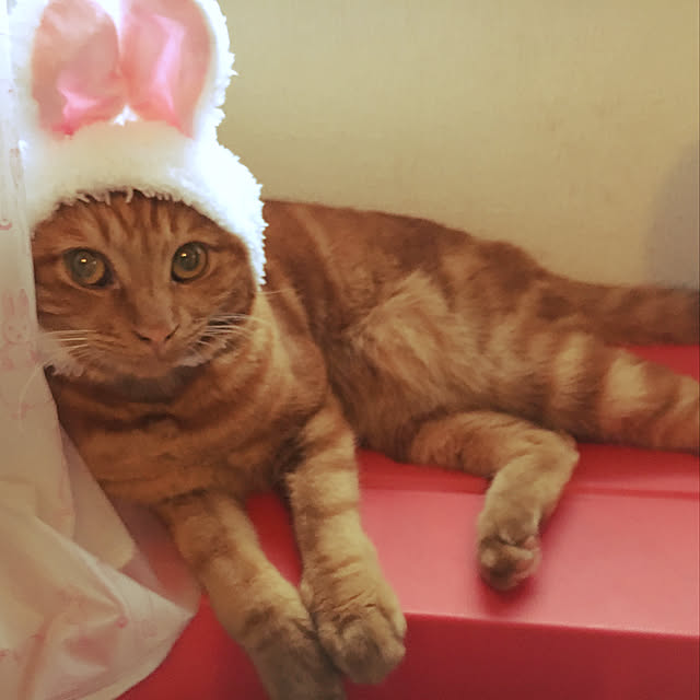 miyabiさんの実例写真