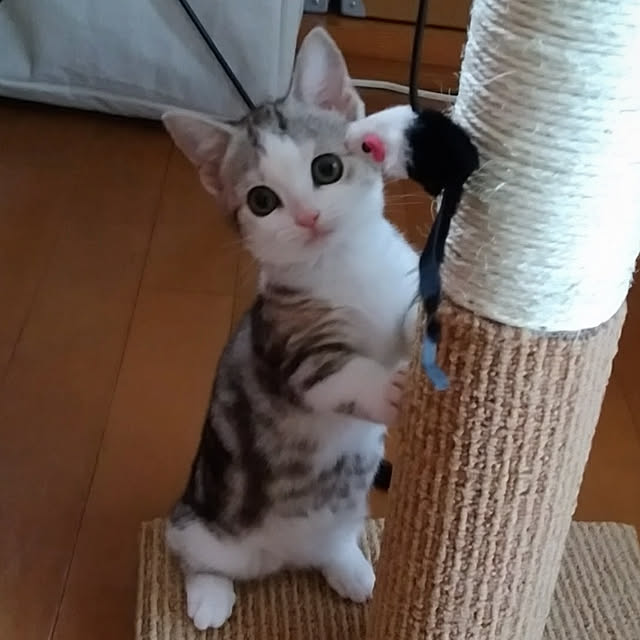 実例写真