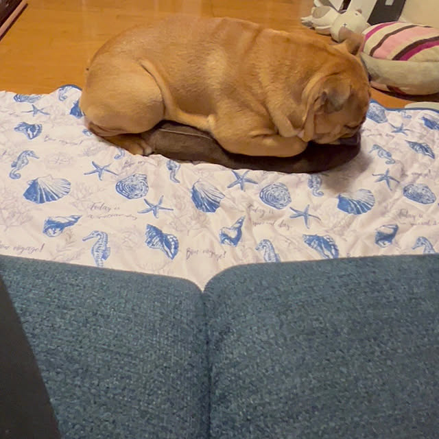 chi_gogaさんの部屋