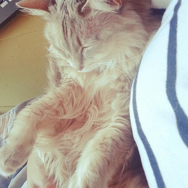 aiuekkoさんの実例写真