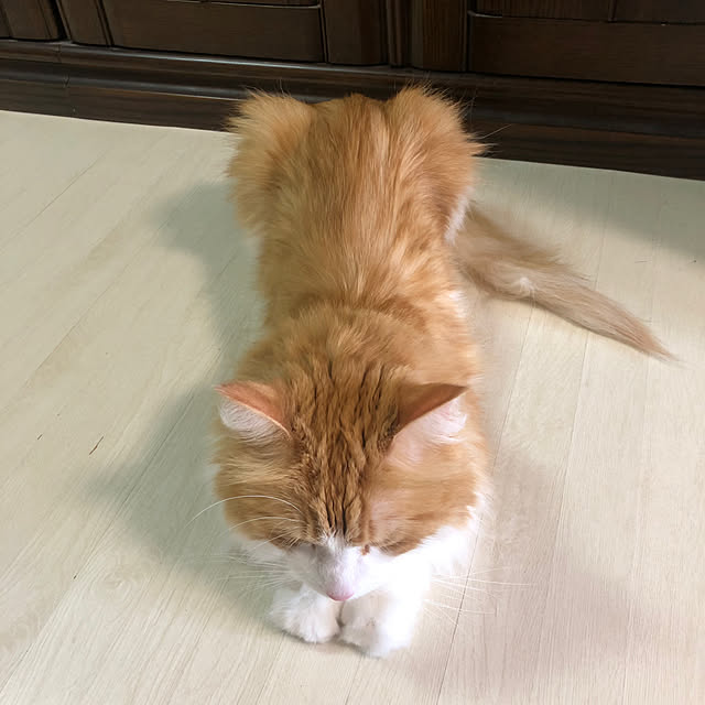 uchidaizuさんの実例写真