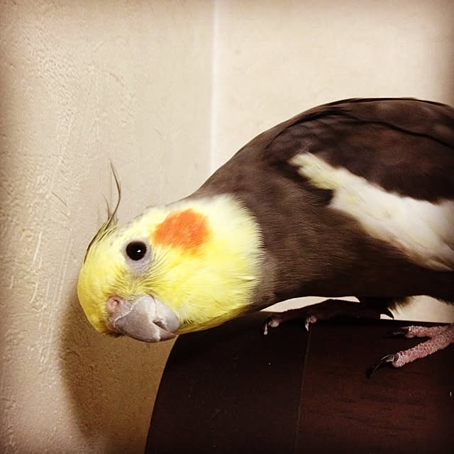 Colineさんの実例写真