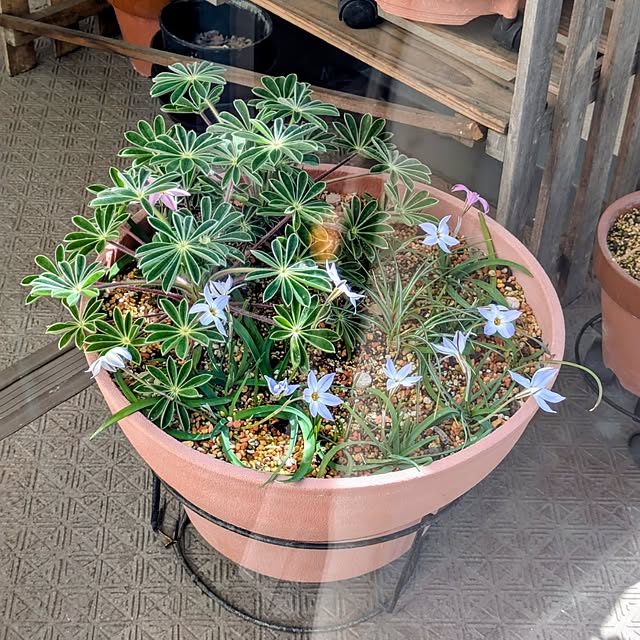 mi-saさんの部屋