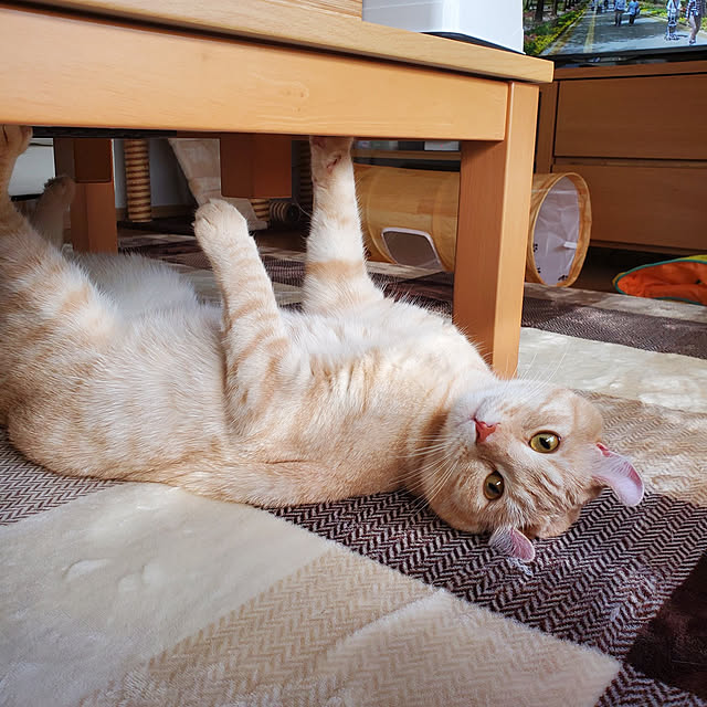 makoさんの実例写真