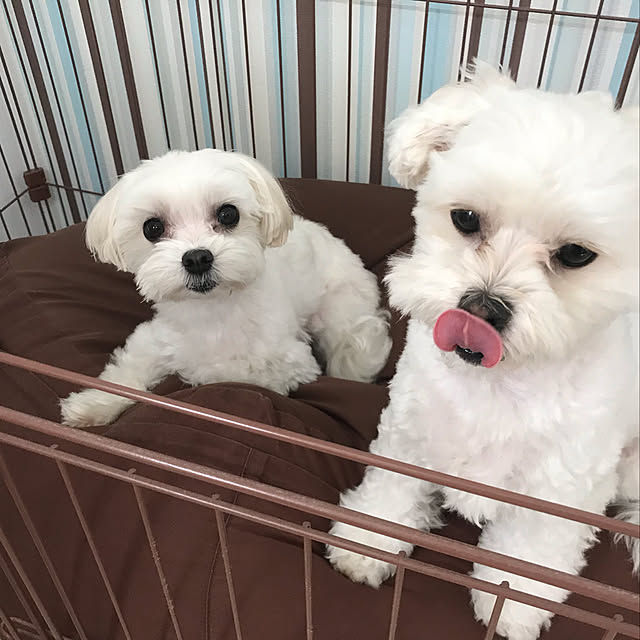 maru-cheeさんの実例写真