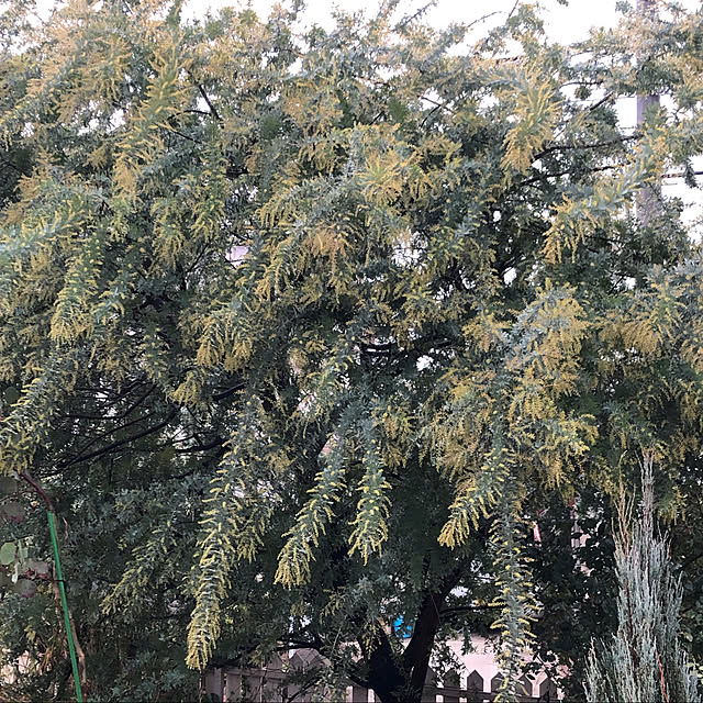 Andaluciaさんの実例写真
