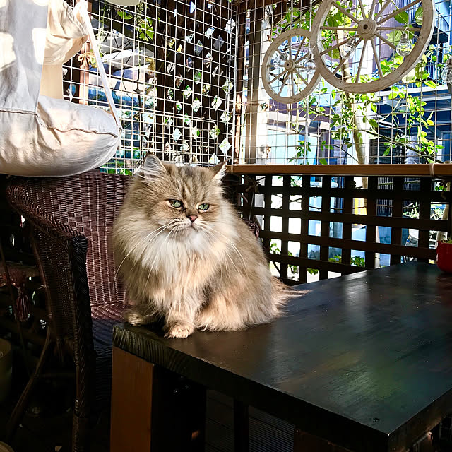 butachanさんの実例写真