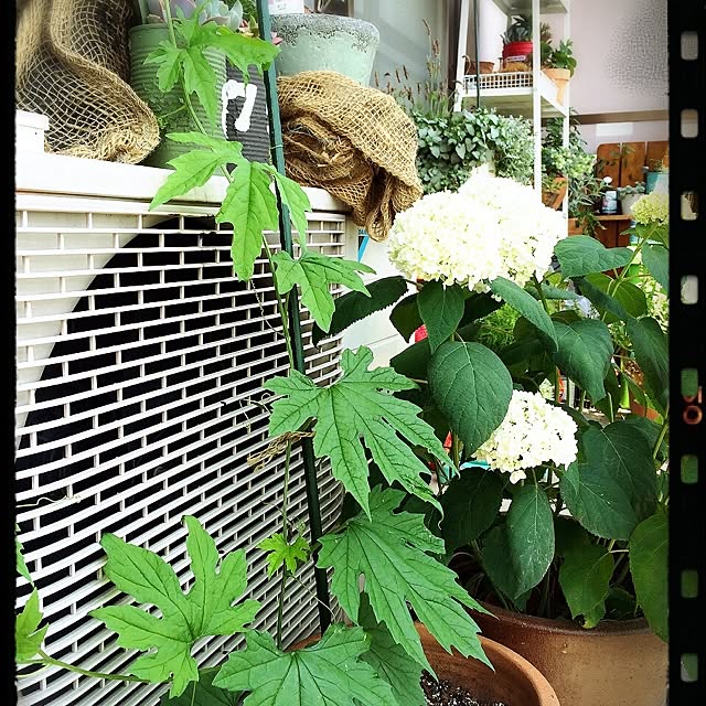 Kaori331さんの実例写真
