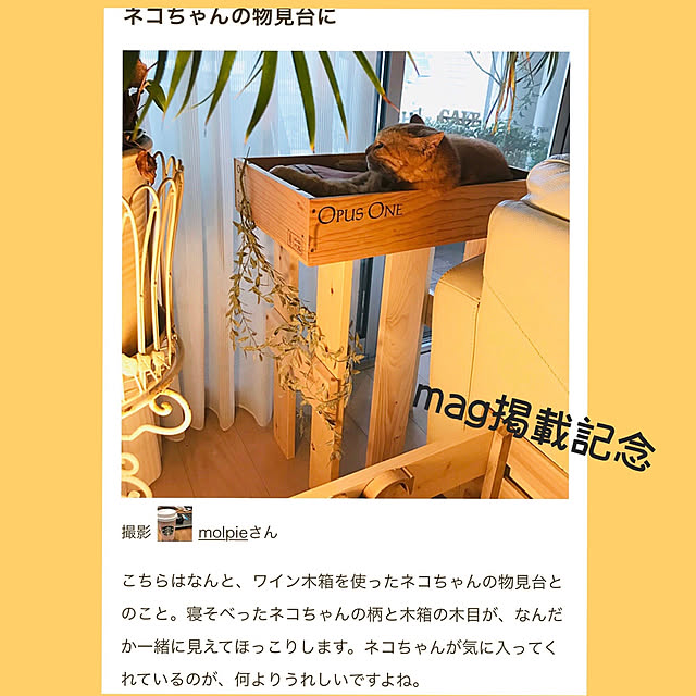 molpieさんの実例写真
