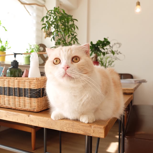 hara0707さんの実例写真