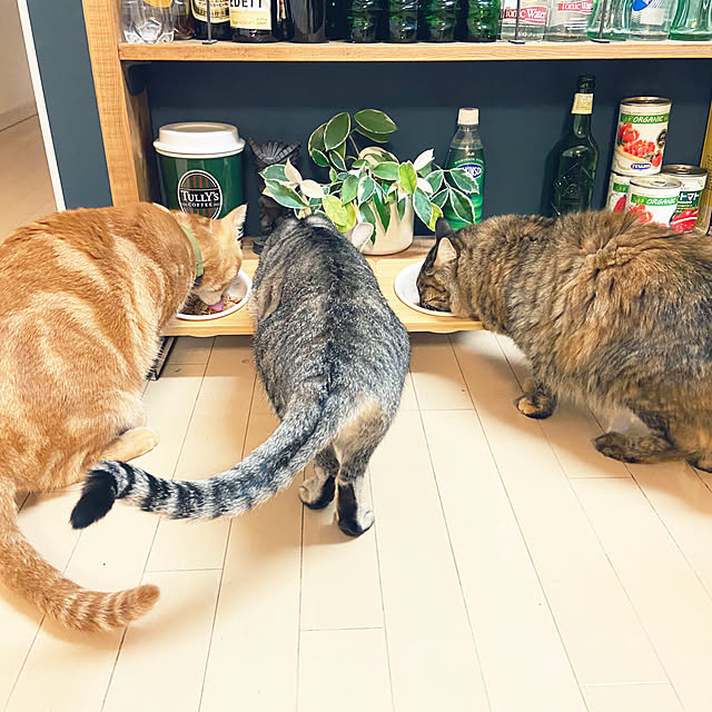 gachaさんの部屋
