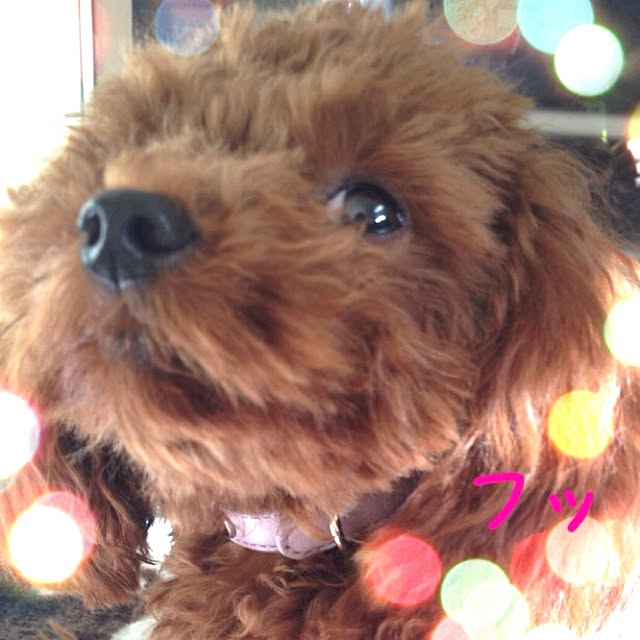 cocoさんの実例写真