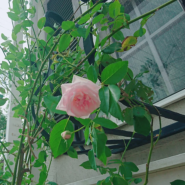 kiyosukeさんの実例写真
