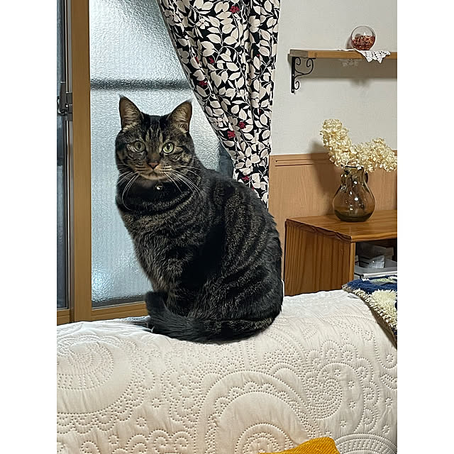 momocchiさんの実例写真