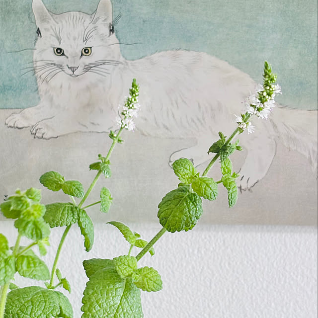 miyoさんの部屋