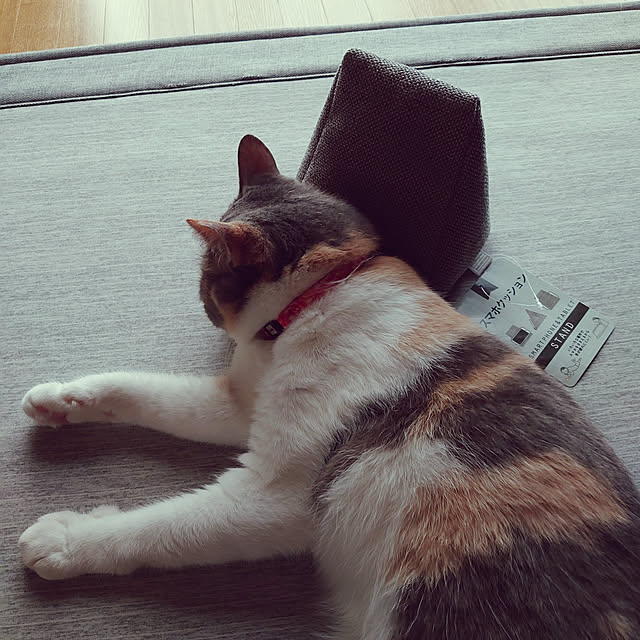 fukuさんの実例写真