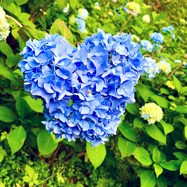 yukiko.andanteさんの実例写真