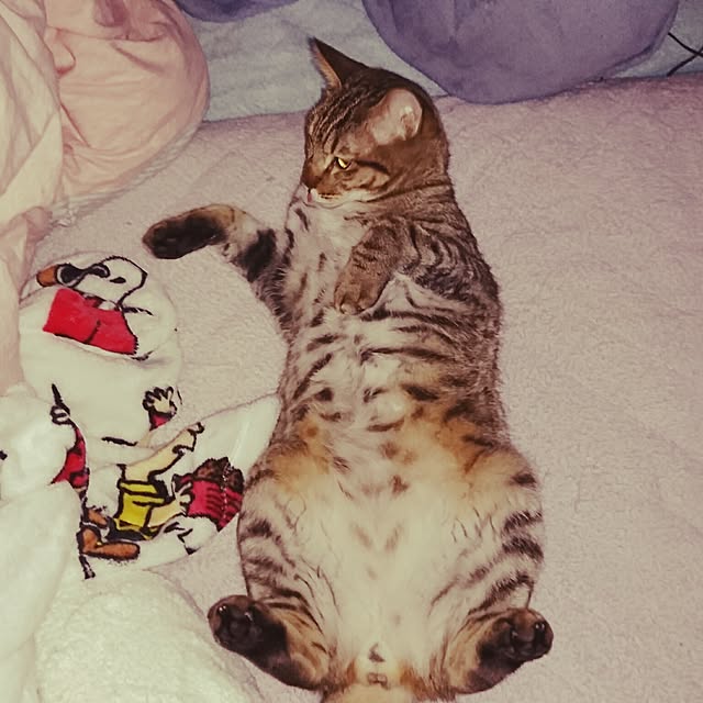 poniさんの実例写真