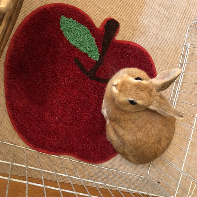 pikarunさんの実例写真