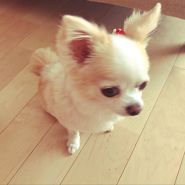 Sweetpeaさんの実例写真