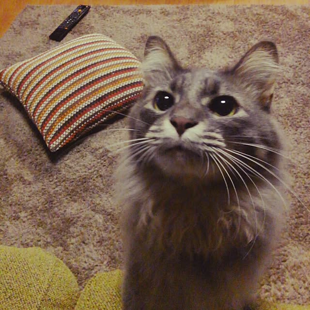 ayuさんの実例写真