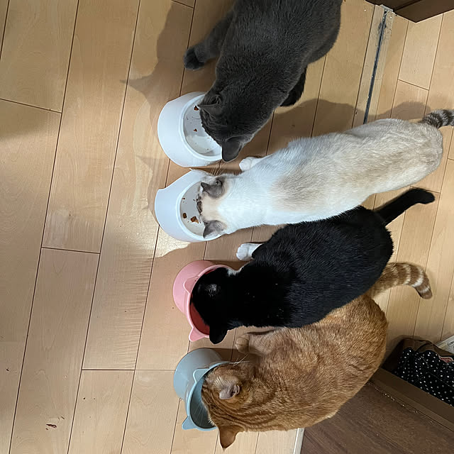 nekoさんの部屋