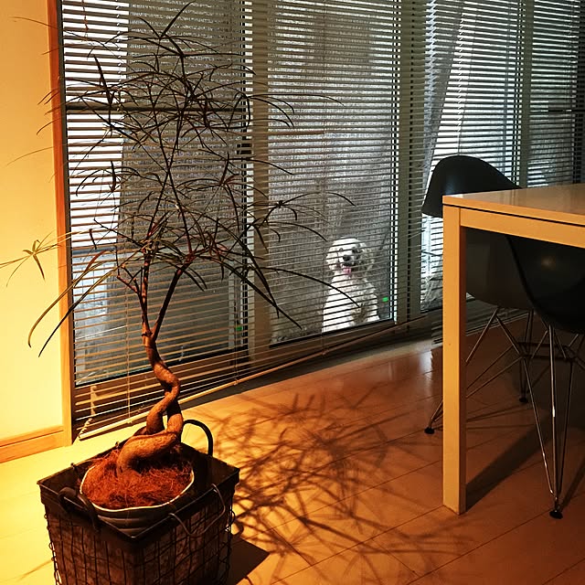 marley0209さんの実例写真