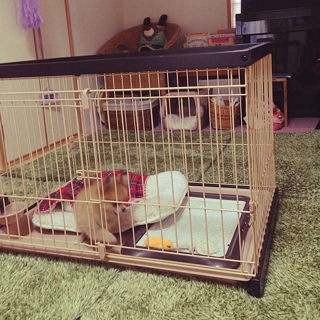 bunnyさんの実例写真