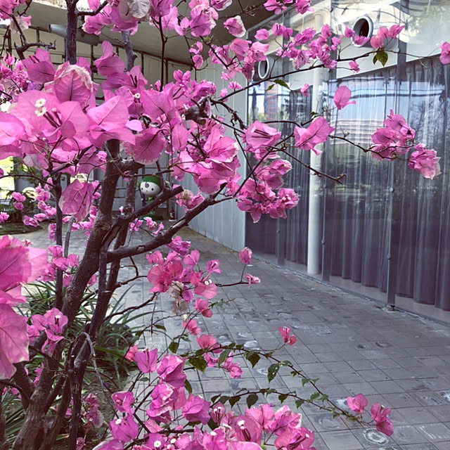 実例写真