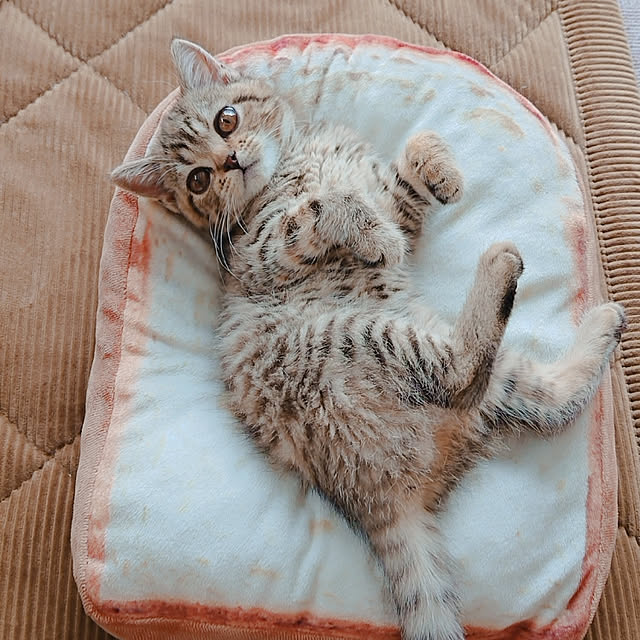 satoさんの実例写真