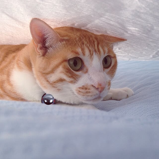 NPGHさんの実例写真