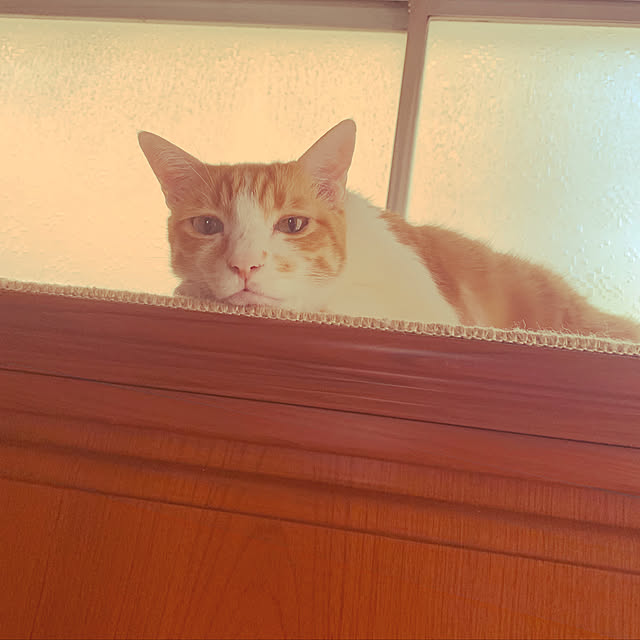 brbrnknkさんの実例写真