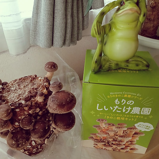 moruさんの実例写真