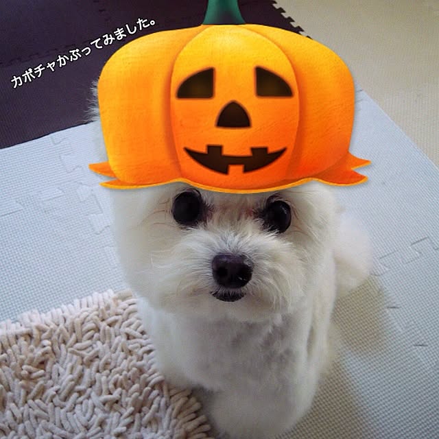 ksyanさんの実例写真