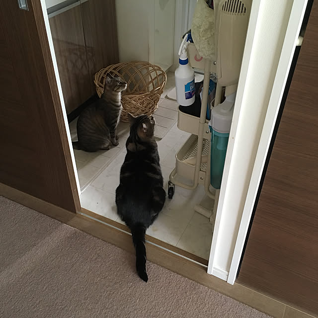 mikomaruさんの実例写真