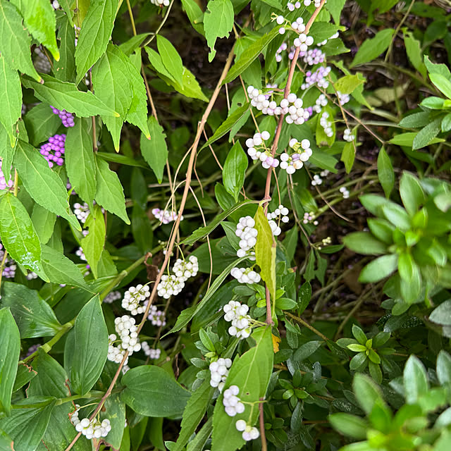 mamizaさんの部屋