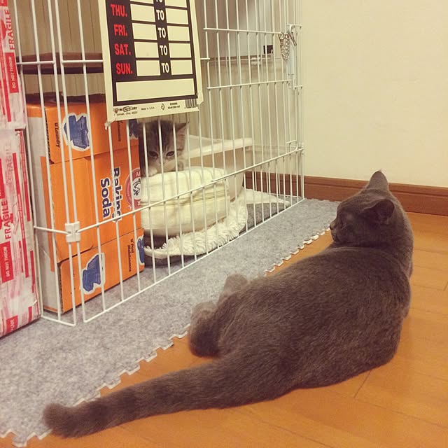 Shojiさんの実例写真