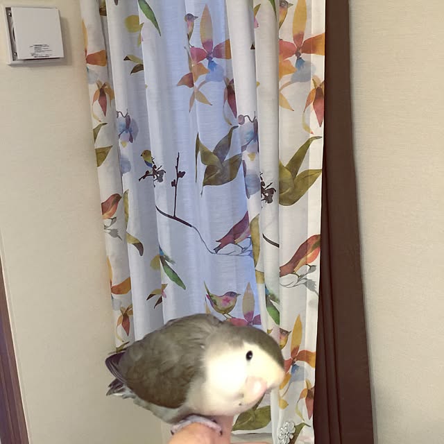 Chicoさんの実例写真