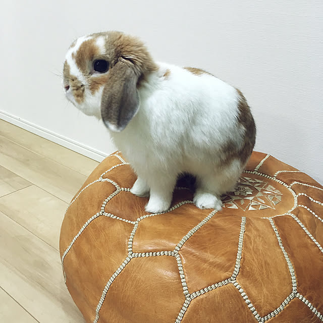 usamarukoさんの実例写真