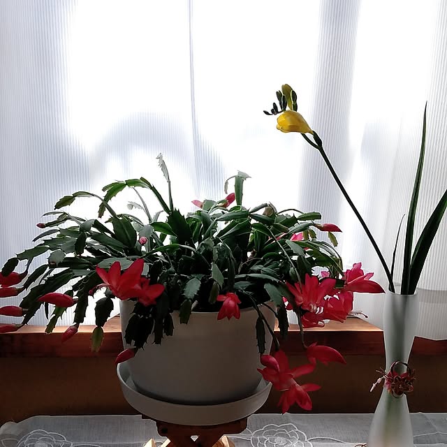 makayokoさんの実例写真