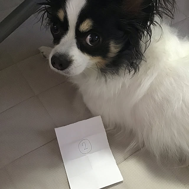 sakuさんの実例写真