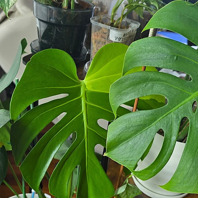 whiskerbloomさんの部屋