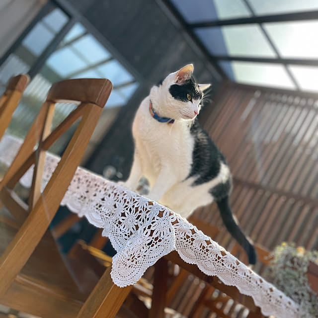 nekosamaさんの実例写真