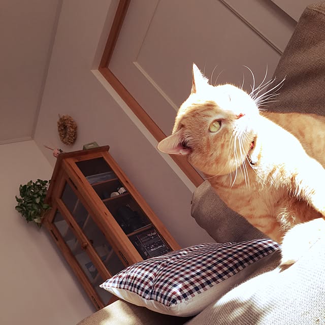 chiimalさんの実例写真