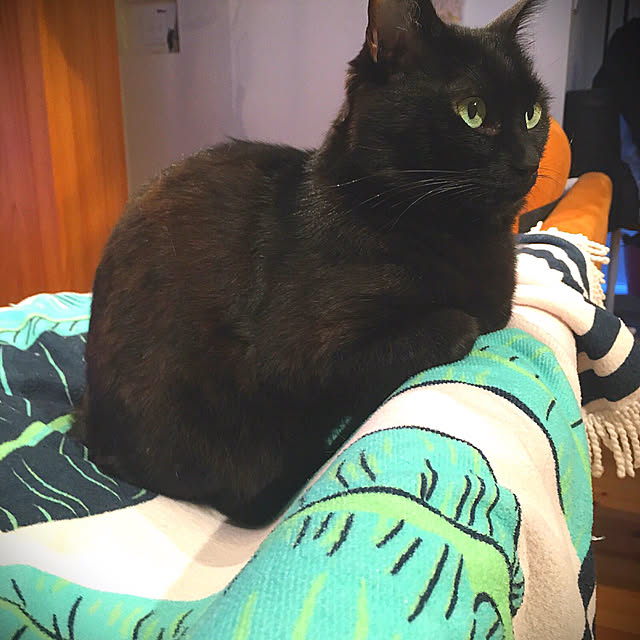 pitaさんの実例写真