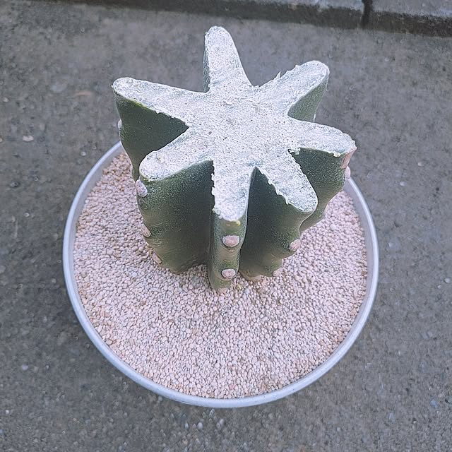 cocomintさんの実例写真