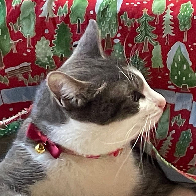 nekosamaさんの部屋