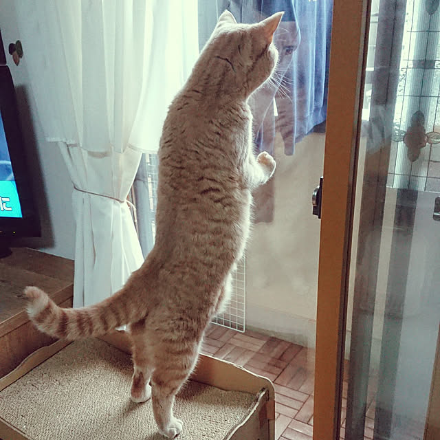 noritamaさんの実例写真